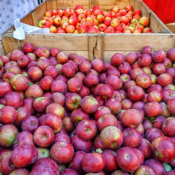 Apples
